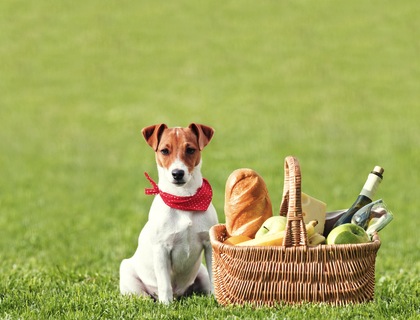 Total Guide to Picnics in Swindon 